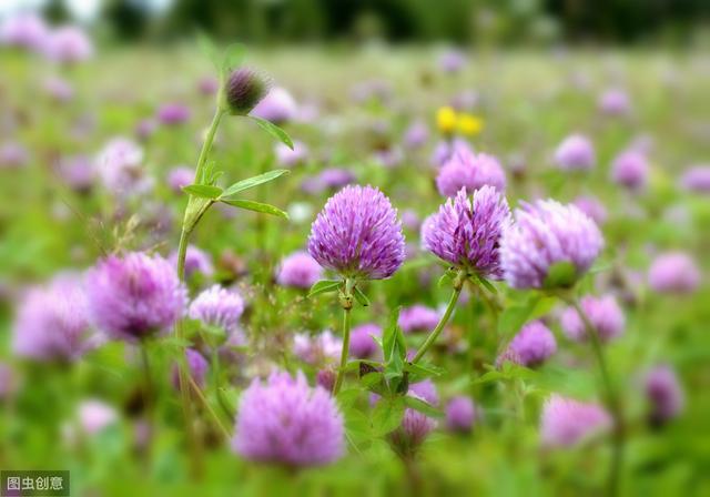 想要紅三葉牧草產量高，應該怎么做？