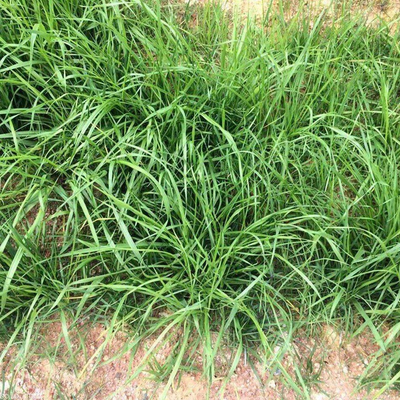 狗牙根和細葉結縷草兩者有什么區別 狗牙根和細葉結縷草兩者有什么區別