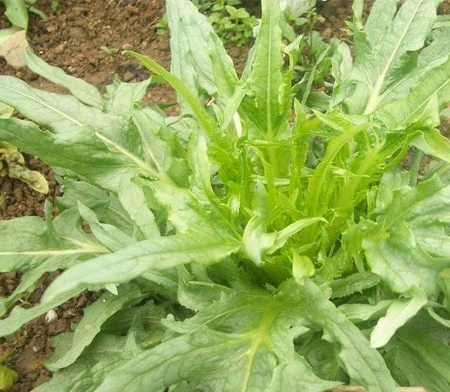 苦荬菜怎樣種植效果好?怎么種植可以高產(chǎn)量 苦荬菜怎樣種植效果好?怎么種植可以高產(chǎn)量