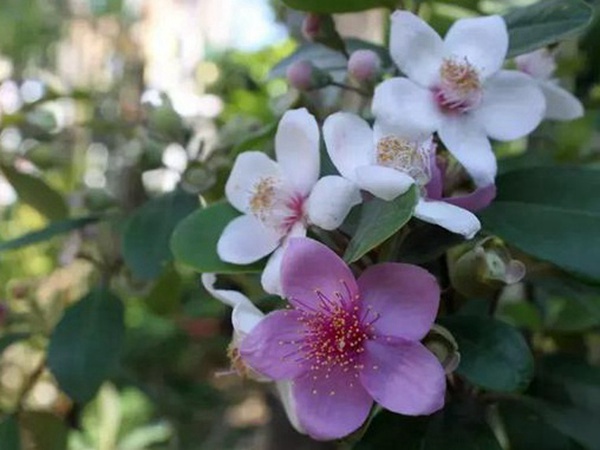 桃金娘的鑒賞與栽培養(yǎng)護(hù)