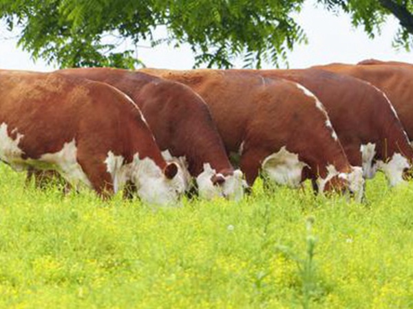 皇竹草養(yǎng)牛，種植皇竹草牧草一畝地可以養(yǎng)殖多少牛？