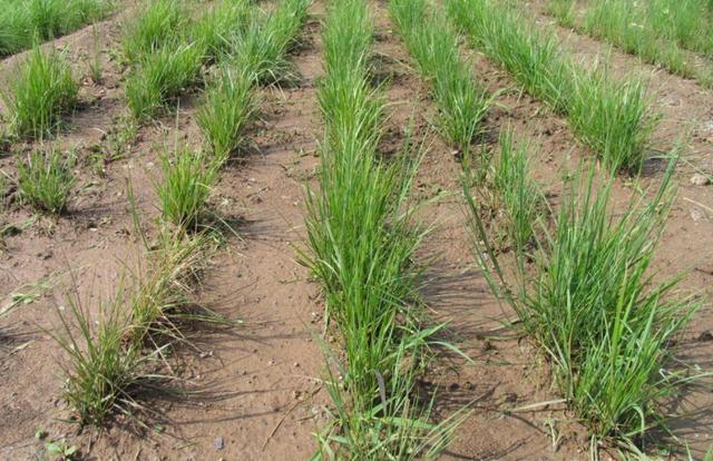 多年生黑麥草在我國的發(fā)展形式為何會(huì)這么的好？