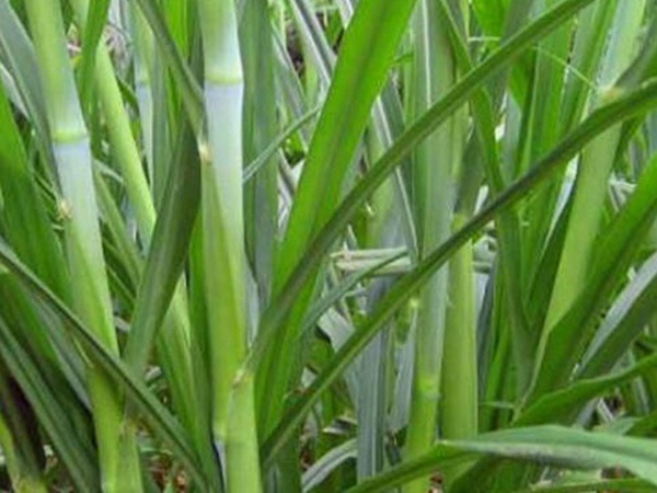 象草栽培技術(shù)與收割利用有那些 象草栽培技術(shù)與收割利用有那些