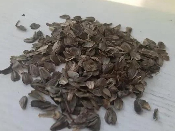 串葉松香草的營(yíng)養(yǎng)價(jià)值以及栽培技術(shù)介紹 串葉松香草的營(yíng)養(yǎng)價(jià)值以及栽培技術(shù)介紹