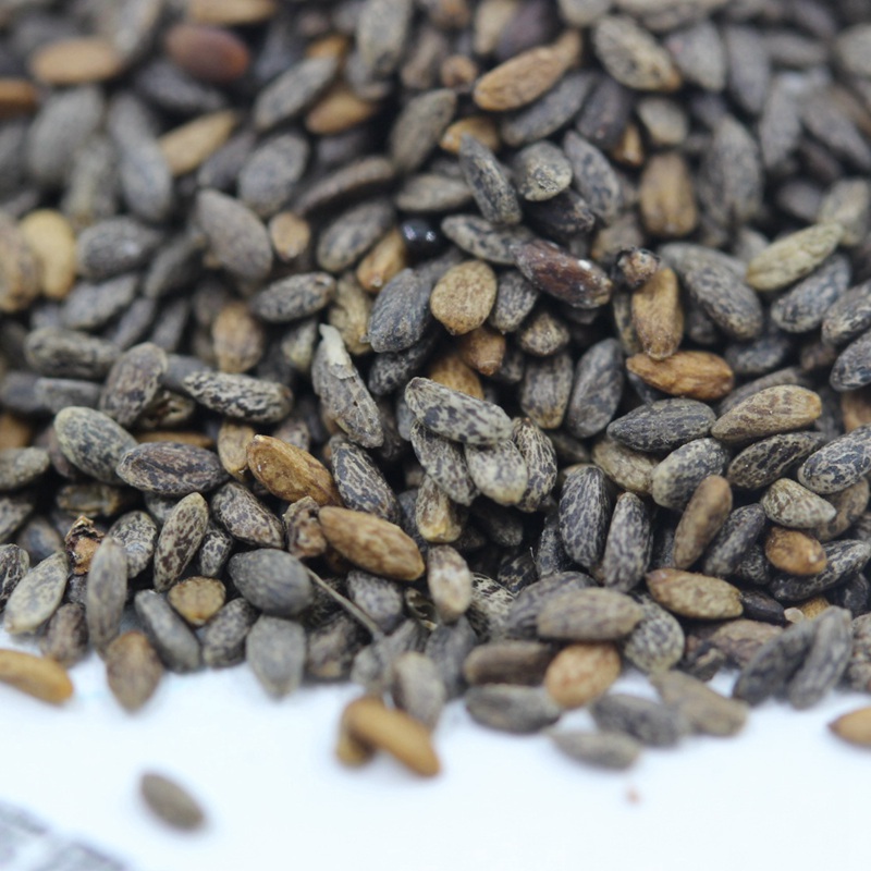 紅色鼠尾草 (3).JPG