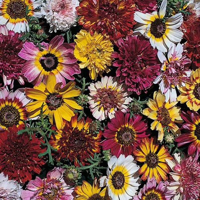 花環(huán)菊 花環(huán)菊