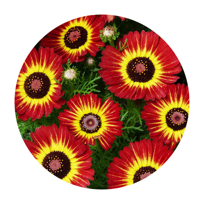 花環(huán)菊 花環(huán)菊