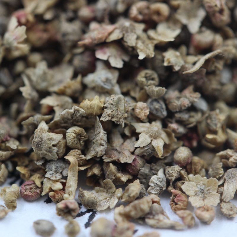 紅色地膚 紅色地膚