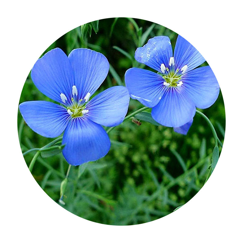 藍(lán)花亞麻 藍(lán)花亞麻