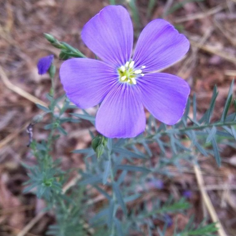 藍(lán)花亞麻 藍(lán)花亞麻