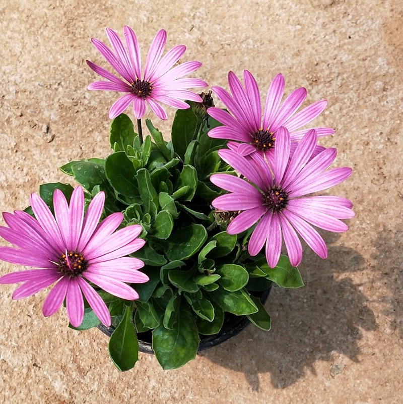 萬(wàn)壽菊 萬(wàn)壽菊