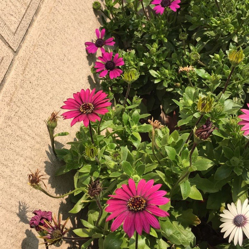 萬(wàn)壽菊 萬(wàn)壽菊