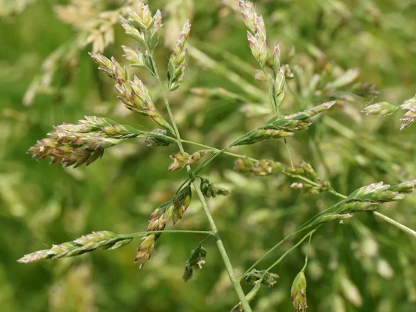 草地早熟禾種子——Poa pratensis  