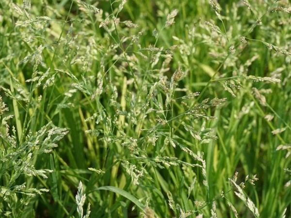 草地早熟禾種子——Poa pratensis  