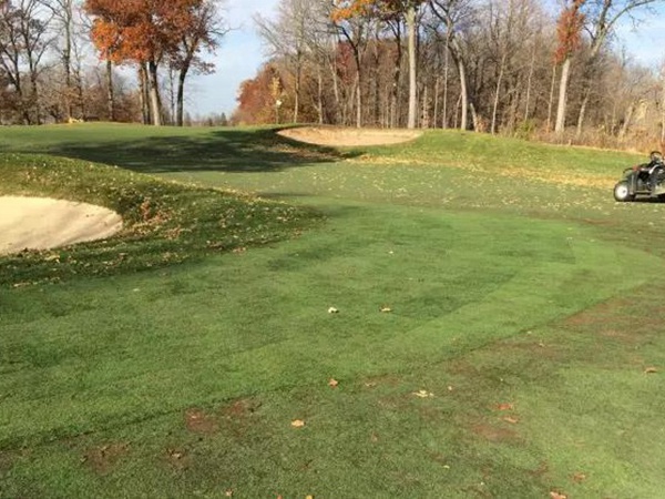 早熟禾與匍匐剪股穎這兩種草坪有什么區別？