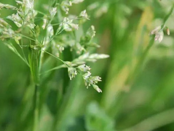 早熟禾(草坪種子) 早熟禾(草坪種子)