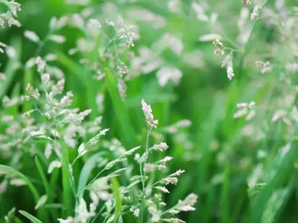 早熟禾(草坪種子) 早熟禾(草坪種子)