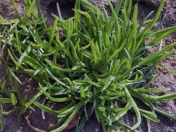 早熟禾，處理方法