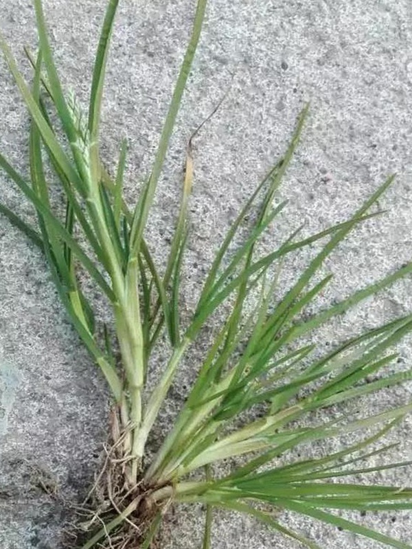 早熟禾，處理方法