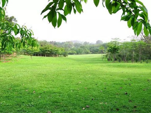 早熟禾草坪種子特點介紹以及鳥巢性狀種植方法 早熟禾草坪種子特點介紹以及鳥巢性狀種植方法