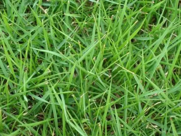 四季青基本介紹以及繁殖方法 四季青基本介紹以及繁殖方法