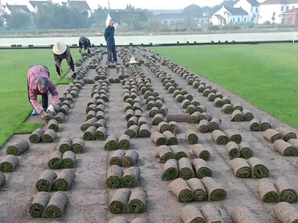 草坪種子中的王者——果嶺草 草坪種子中的王者——果嶺草