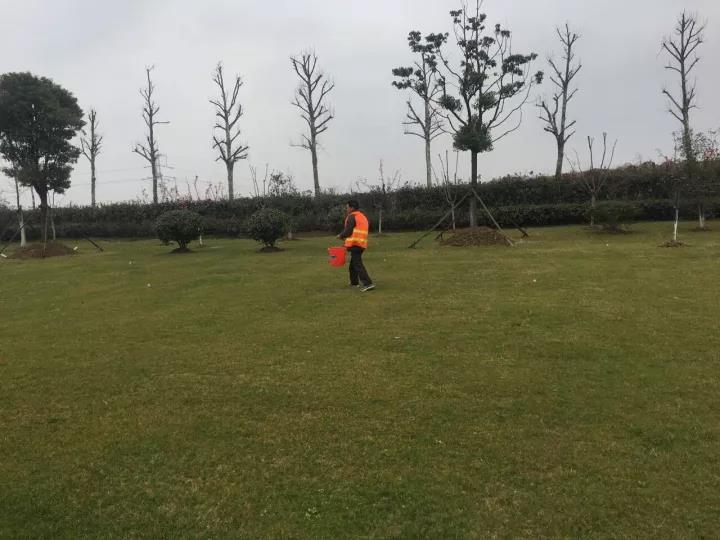 果嶺草冬季養殖方法以及養護技術 果嶺草冬季養殖方法以及養護技術