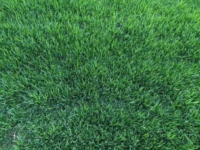 果嶺草冬季追播黑麥草最佳時間什么時候比較合適