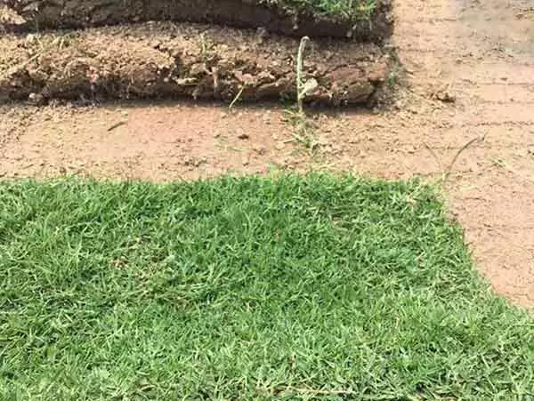 果嶺草草坪種子簡單又實用的種植管理方法