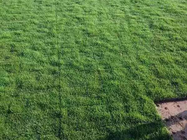 果嶺草草坪種子簡單又實用的種植管理方法