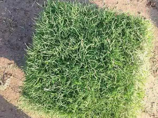 果嶺草草坪種子簡單又實用的種植管理方法