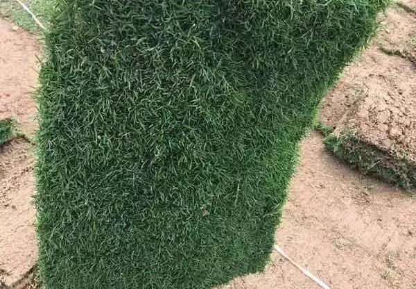 果嶺草草坪種子簡單又實用的種植管理方法