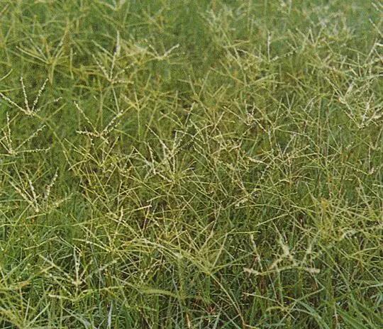 狗牙根草皮防護方法——草坪種子 狗牙根草皮防護方法——草坪種子