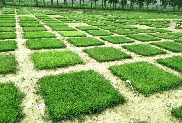 狗牙根草皮防護方法——草坪種子 狗牙根草皮防護方法——草坪種子