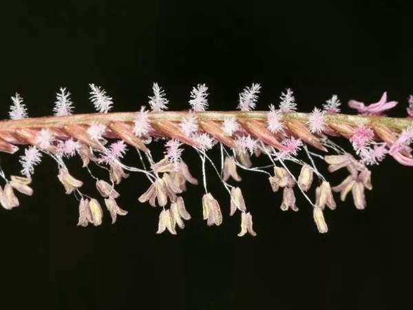 狗牙根品種基本介紹,種植效果 狗牙根品種基本介紹,種植效果