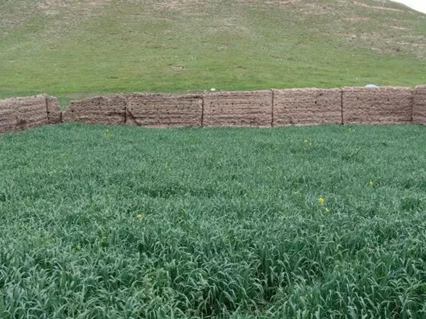 紅三葉種子種植方法?批發(fā)價(jià)格多少錢一斤? 紅三葉種子種植方法?批發(fā)價(jià)格多少錢一斤?