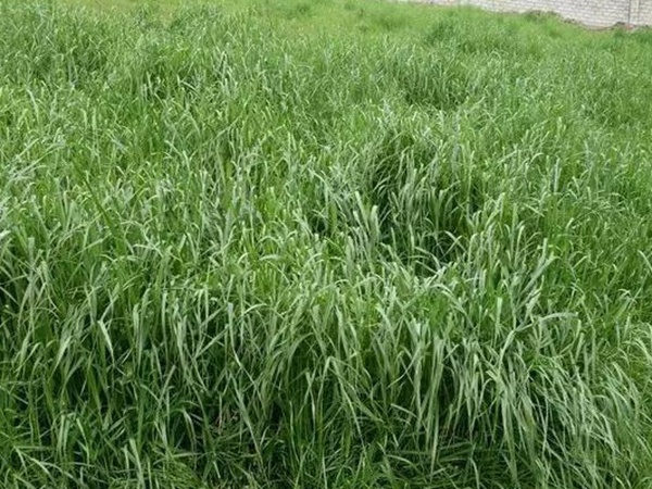 紅三葉種子種植方法?批發(fā)價(jià)格多少錢一斤? 紅三葉種子種植方法?批發(fā)價(jià)格多少錢一斤?