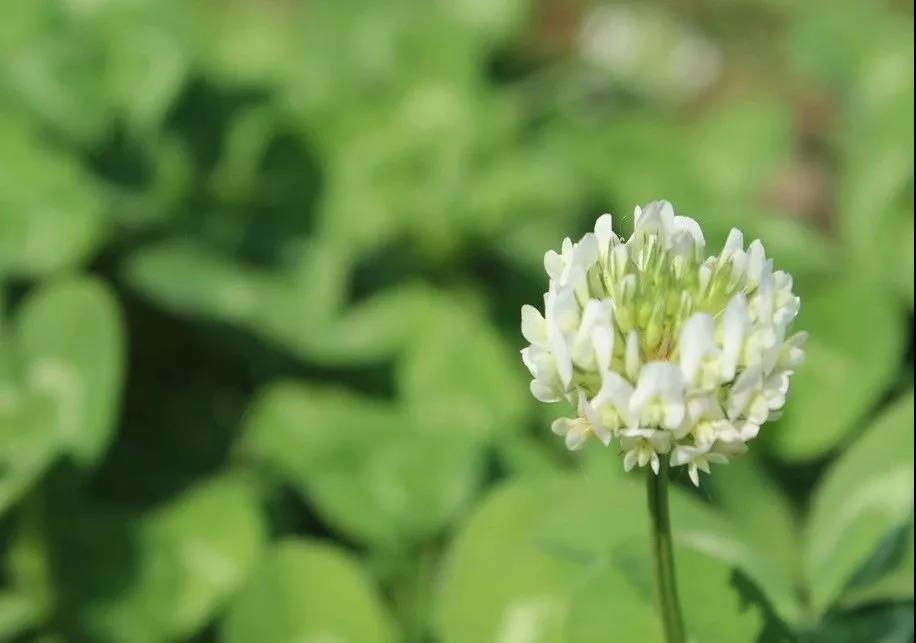 亞熱帶油茶林套種白三葉益處有哪些? 亞熱帶油茶林套種白三葉益處有哪些?