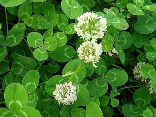 白三葉---綠化和牧草草種中的佼佼者 白三葉---綠化和牧草草種中的佼佼者