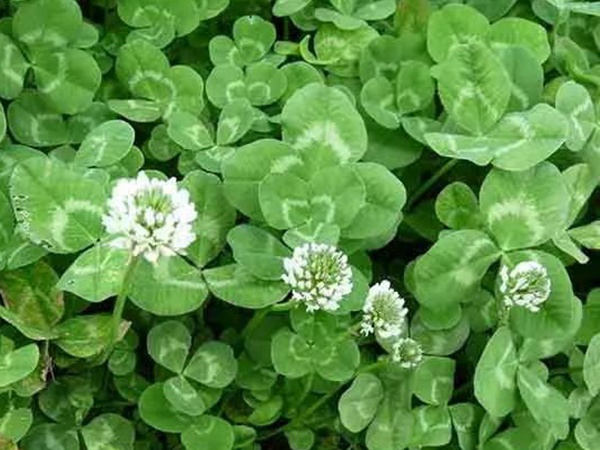 種植白三葉,不但可以綠化環境,而且改善空氣質量 種植白三葉,不但可以綠化環境,而且改善空氣質量