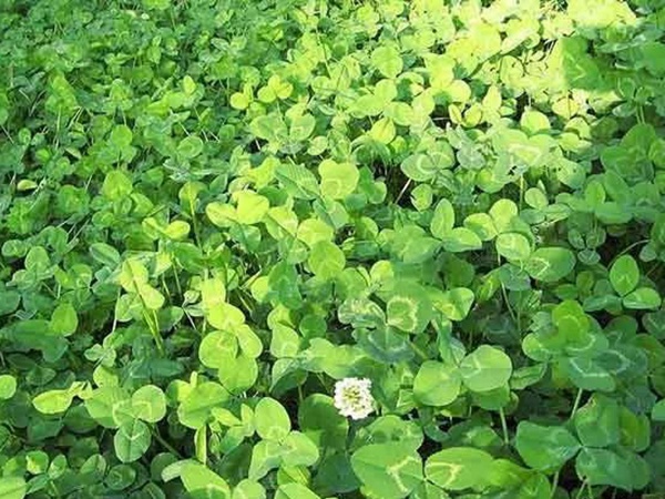 種植白三葉,不但可以綠化環境,而且改善空氣質量 種植白三葉,不但可以綠化環境,而且改善空氣質量
