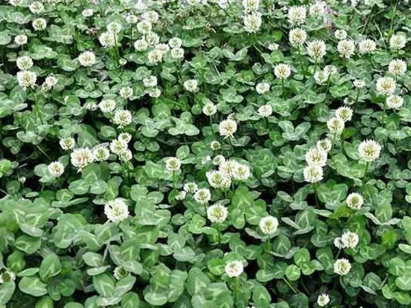種植白三葉,不但可以綠化環境,而且改善空氣質量 種植白三葉,不但可以綠化環境,而且改善空氣質量