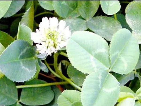 白三葉病蟲防害需要怎么防治方法 白三葉病蟲防害需要怎么防治方法