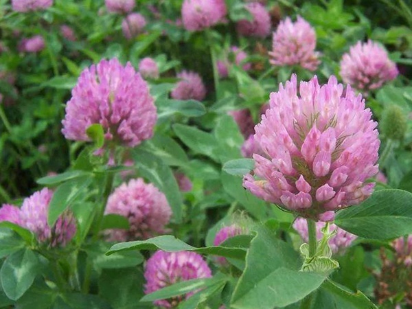 白三葉和紅三葉區(qū)別在哪?有什么需要注意的? 白三葉和紅三葉區(qū)別在哪?有什么需要注意的?