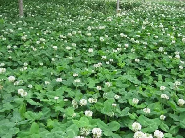 白三葉和紅三葉區(qū)別在哪?有什么需要注意的? 白三葉和紅三葉區(qū)別在哪?有什么需要注意的?