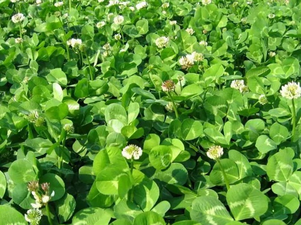 白三葉和紅三葉區(qū)別在哪?有什么需要注意的? 白三葉和紅三葉區(qū)別在哪?有什么需要注意的?