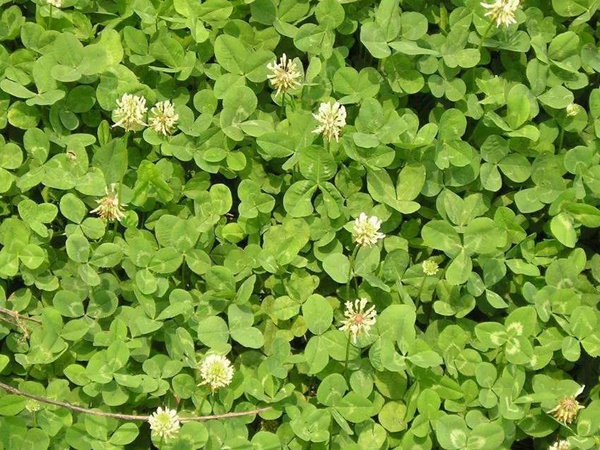 白三葉和紅三葉區(qū)別在哪?有什么需要注意的? 白三葉和紅三葉區(qū)別在哪?有什么需要注意的?