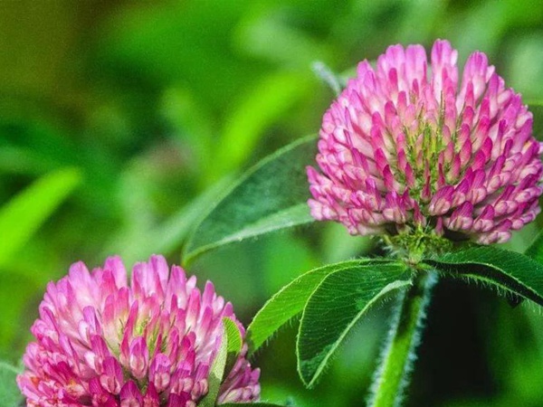 白三葉和紅三葉區(qū)別在哪?有什么需要注意的? 白三葉和紅三葉區(qū)別在哪?有什么需要注意的?