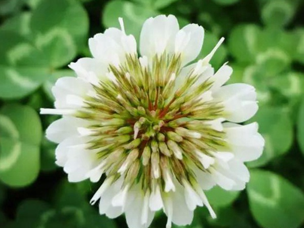 白三葉種植技術和方法,報價哪家靠譜 白三葉種植技術和方法,報價哪家靠譜