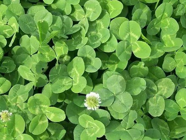 白三葉種植技術和方法,報價哪家靠譜 白三葉種植技術和方法,報價哪家靠譜